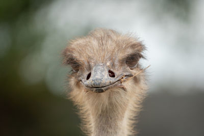 Close-up portrait of ostrich