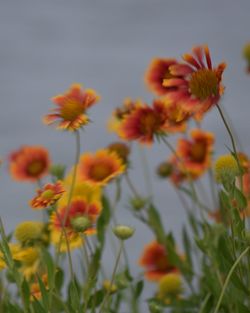 Close-up of yellow flowers blooming against sky