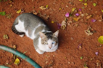 High angle view of cat on field