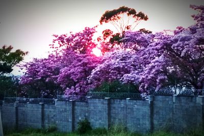 Purple flower tree against sky