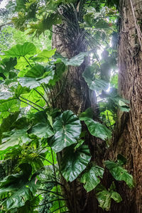 Low angle view of trees