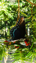 Bird perching on plant