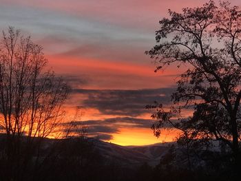 Silhouette trees against orange sky