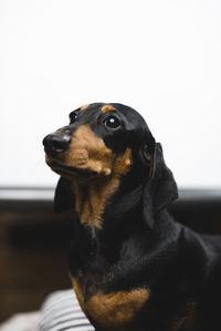 Close-up of dog looking away