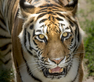 Close-up portrait of a cat