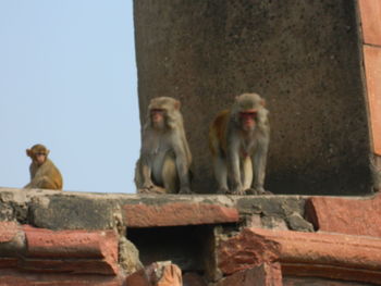 Monkey sitting on retaining wall against sky