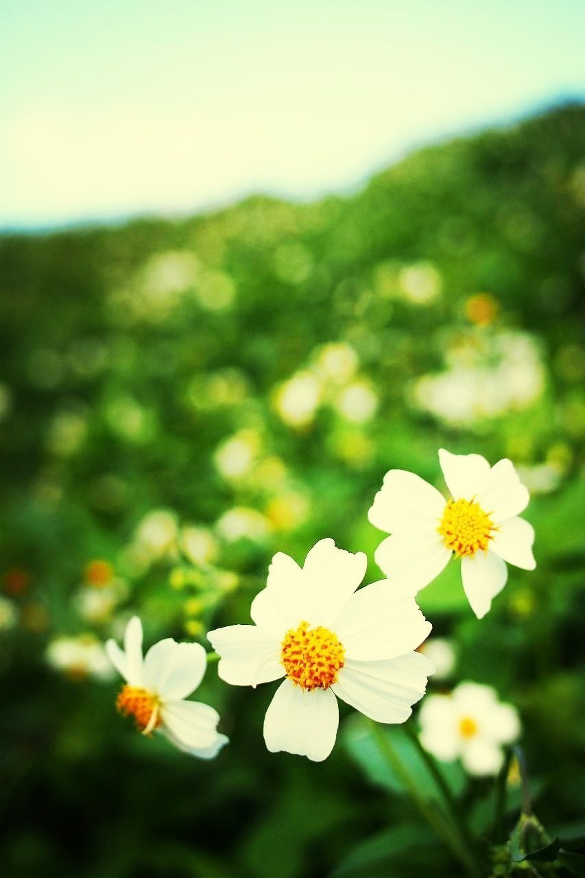 flower, freshness, petal, fragility, white color, flower head, growth, beauty in nature, focus on foreground, blooming, nature, close-up, plant, in bloom, pollen, field, daisy, blossom, day, outdoors