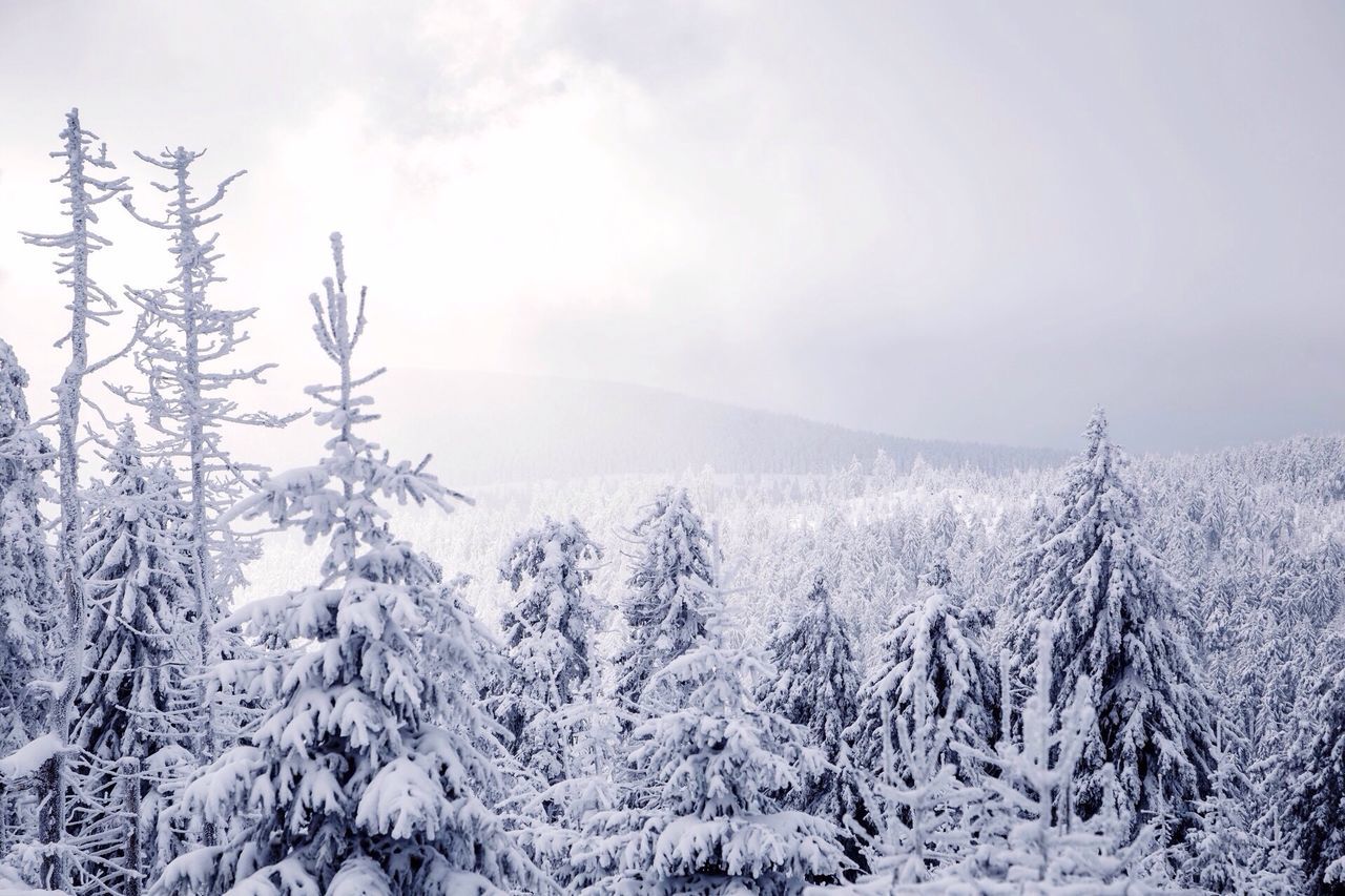 snow, cold temperature, winter, weather, season, tranquil scene, tranquility, landscape, scenics, covering, beauty in nature, nature, sky, frozen, non-urban scene, field, mountain, snow covered, white color, covered