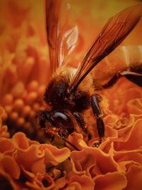 Close-up of bee pollinating on flower