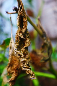 Close-up of leaf