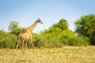 Horse grazing on field against clear sky