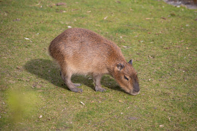 animal
