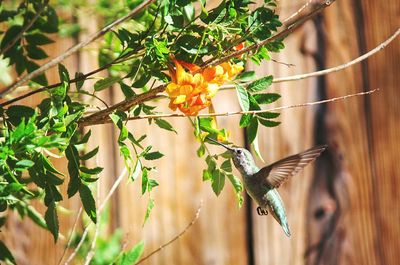 Close-up of flower growing on tree