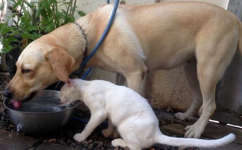 Two dogs puppy