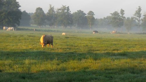 Horses grazing on grassy field