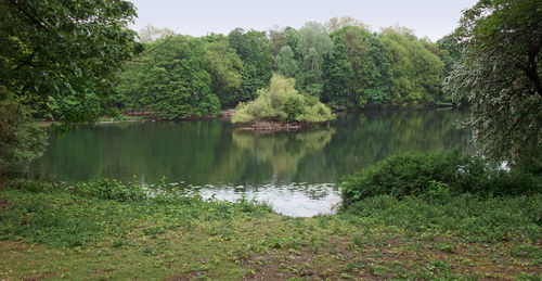 Scenic view of lake against trees in forest