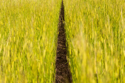 Into a field on cereals in provence, south of france during first days of summer 