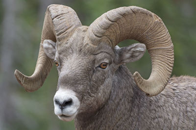 Close-up of a big horn sheep in glacier national park in montana