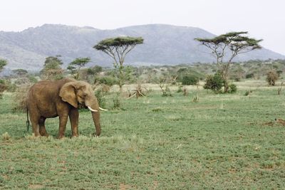 Elephant on field against sky