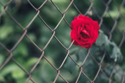 Close-up of red rose on fence