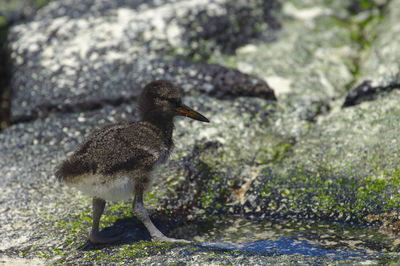 Young american oystercatcher on rock. 16 days old. santa cruz island, galápagos 