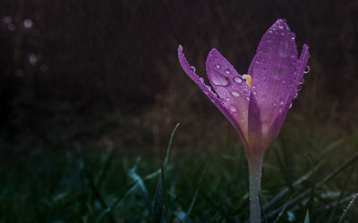 Close-up of wet crocus flower