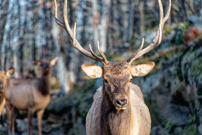 Deer in forest