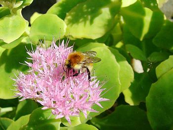 Close-up of bee pollinating on pink flower