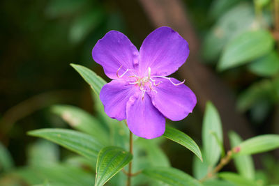 Close-up of purple flowering plant