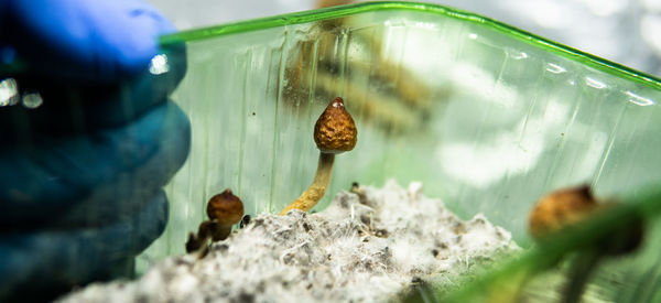 Close-up of insect on glass