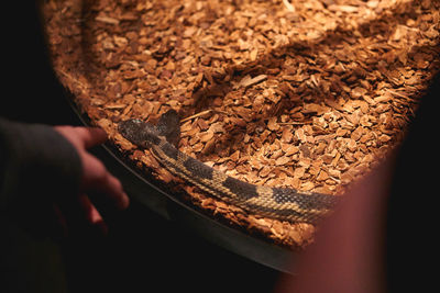 Close-up of hand holding bread