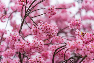 Close-up of pink cherry blossom