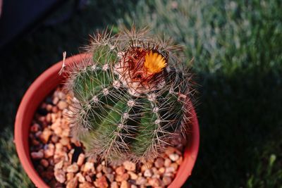 High angle view of succulent plant on field