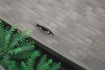 CLOSE-UP OF BIRD ON WALL
