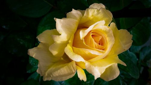 Close-up of yellow rose