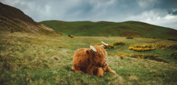 Moody panoramic view of resting highland cattle