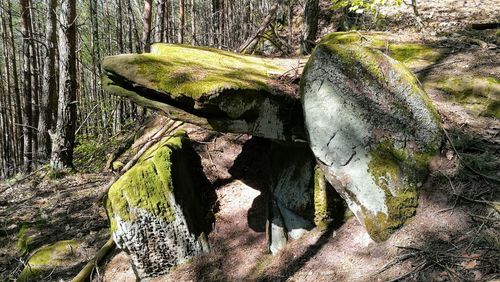 Close-up of tree trunk in forest