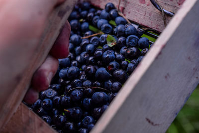High angle view of blackberries in container