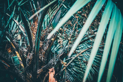 High angle view of bamboo plants on field