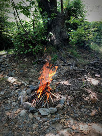 Bonfire on wooden structure in forest