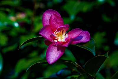Close-up of pink flower