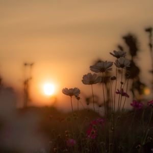 Close-up of flowering plants on field against sky during sunset