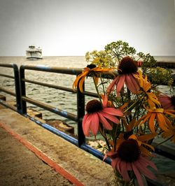 View of plants by sea