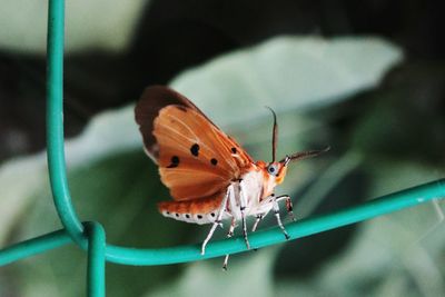 Close-up of butterfly perching on plant