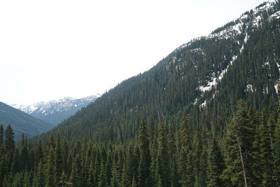 Scenic view of pine trees against sky