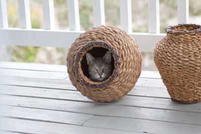 Portrait of cat in wicker container on table