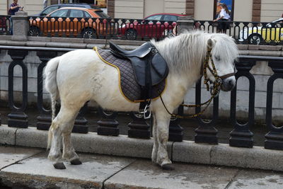 Horse standing on street in city