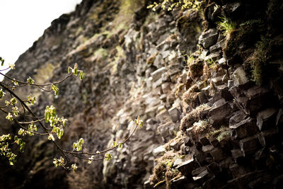 Low angle view of plants growing on rock