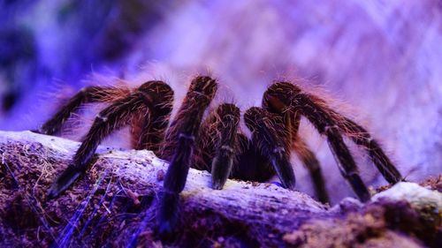 Close-up of tarantula spider