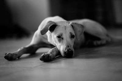 Portrait of dog lying on floor